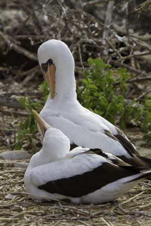 Genovesa Island, Galapagos 093.jpg